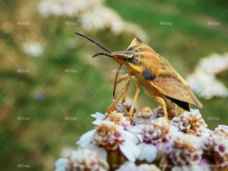 bug on a flower