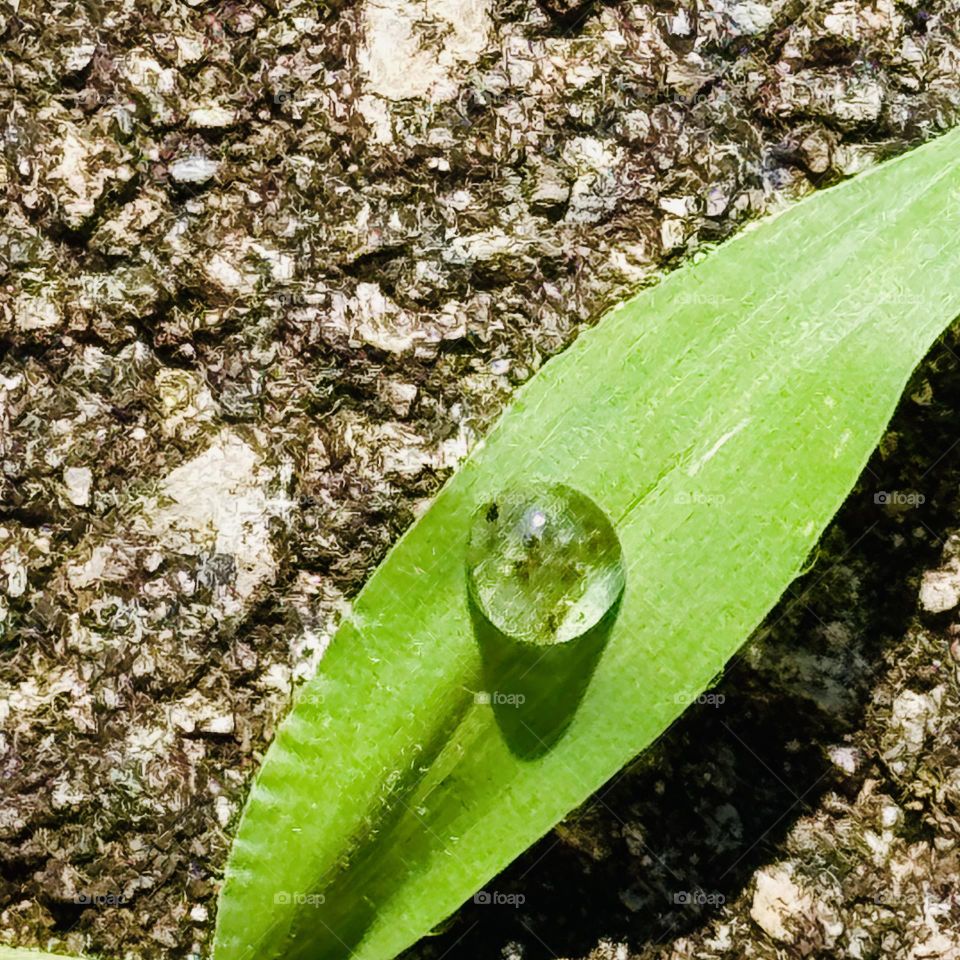 Raindrop on Grass