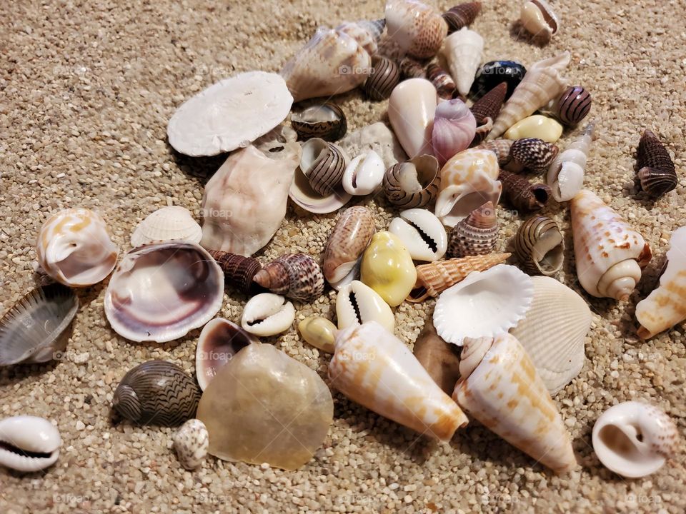 Shelling on the Beach