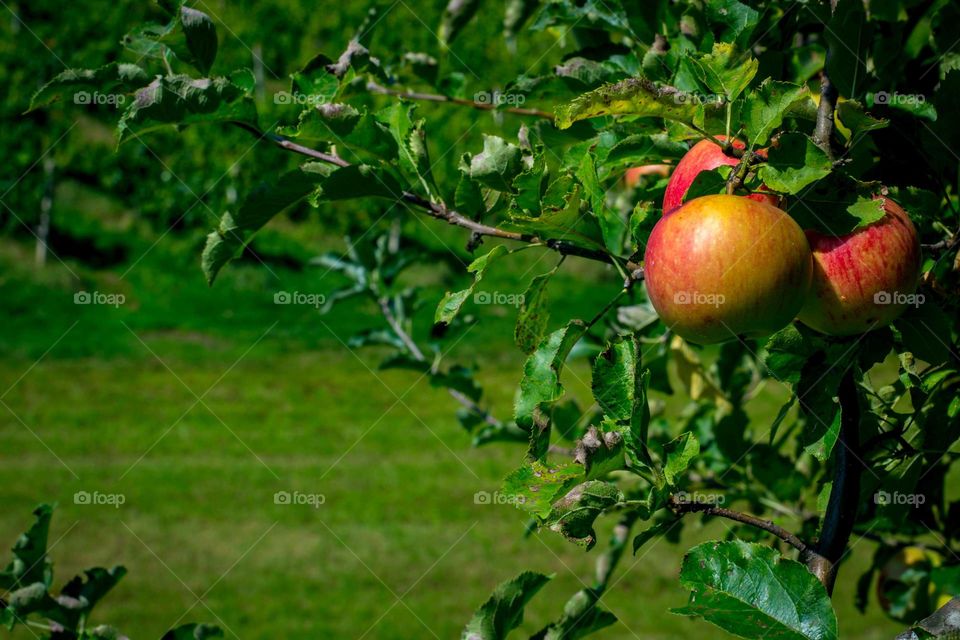 Ripe apples on a tree waiting to be picked. 