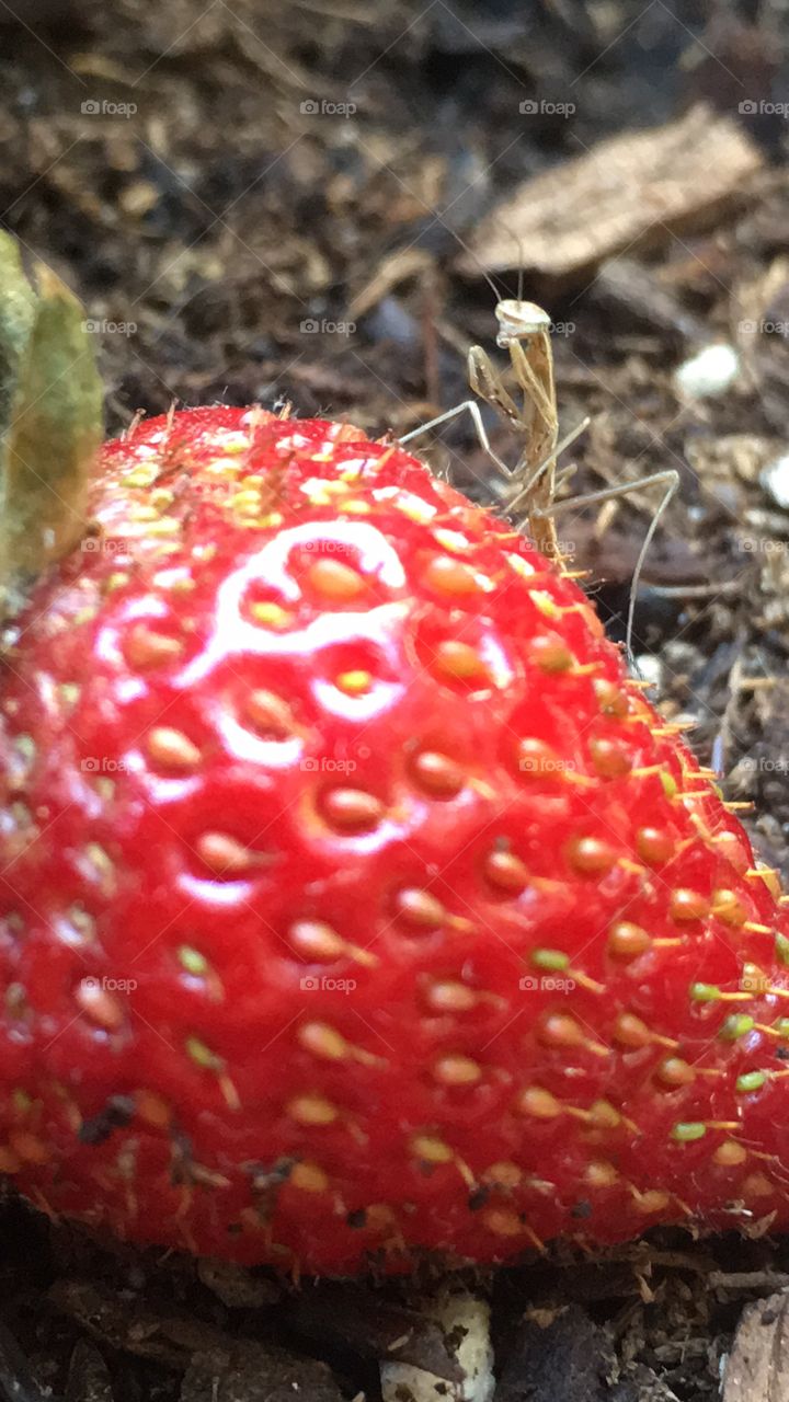 Praying mantis on strawberry