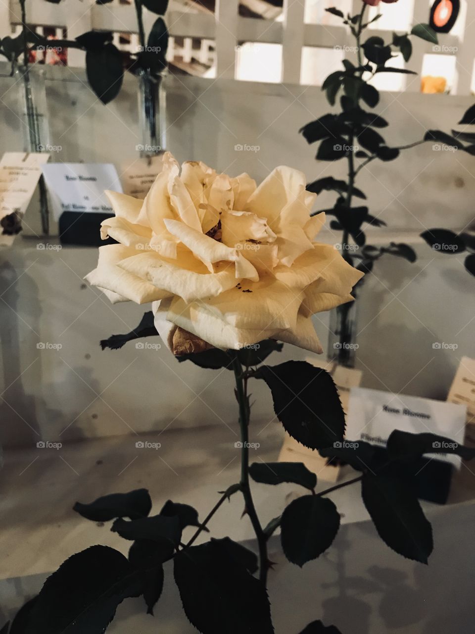 The Friendship Rose 