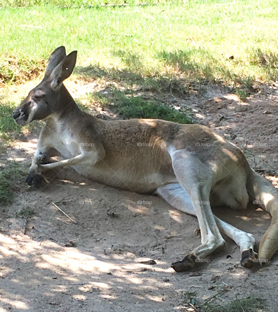 When you can be anything, be a photogenic kangaroo!