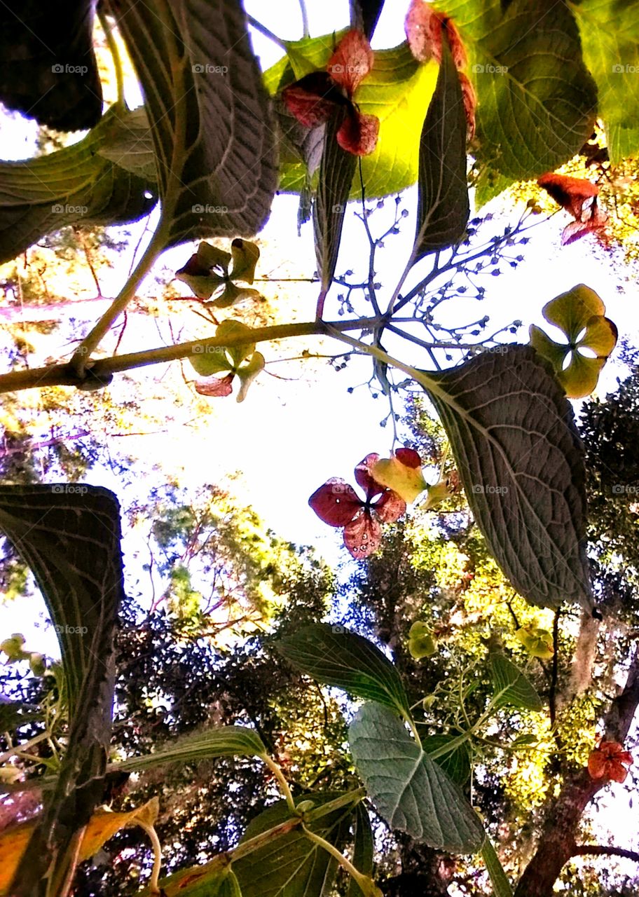 underneath of leaves and flowers