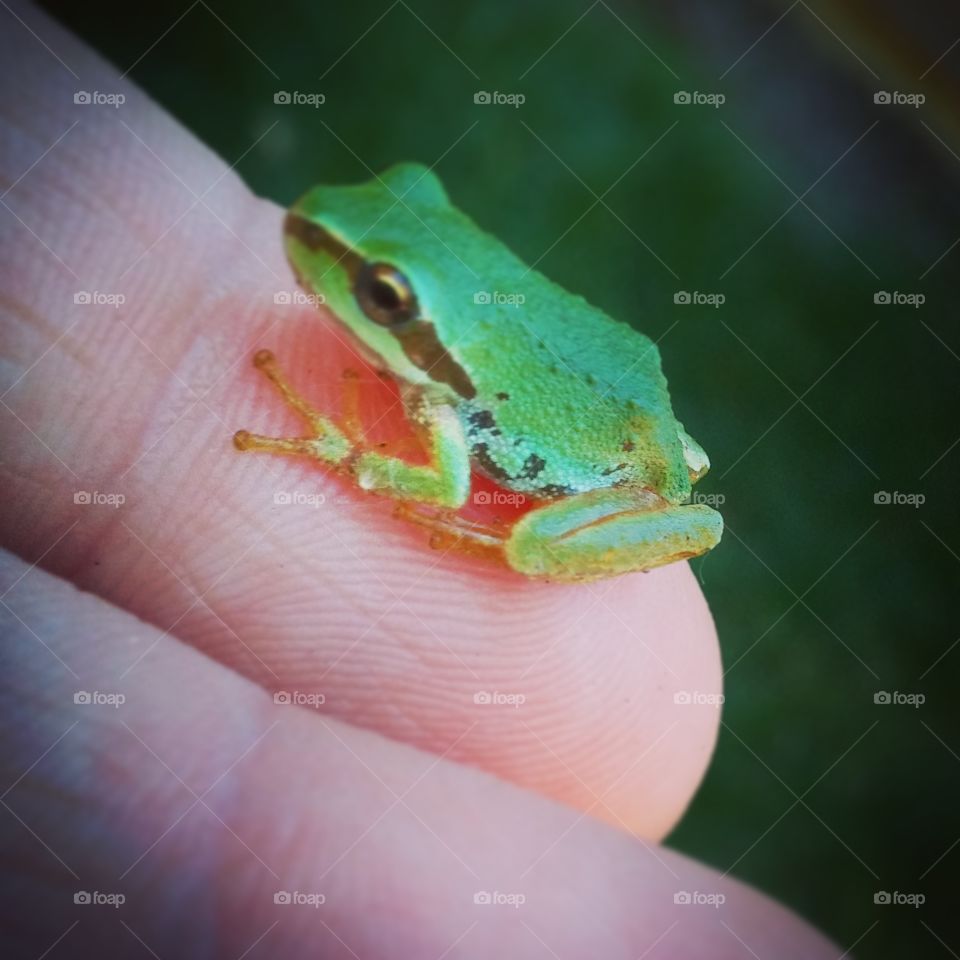 tiny tree frog