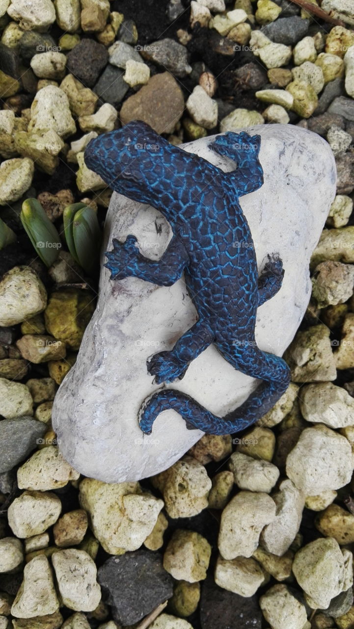 blue lizard on white rock in garden