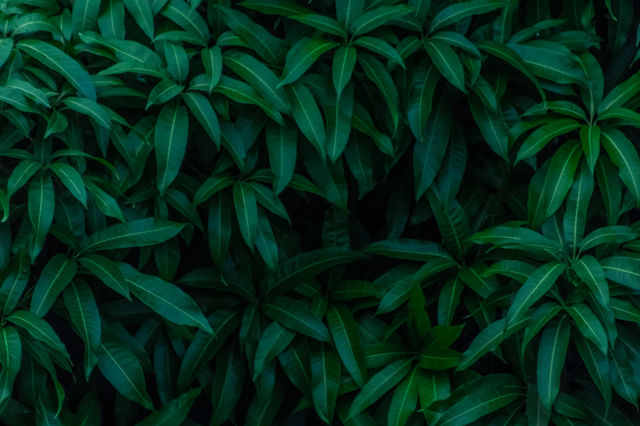 Mango tree leafs 