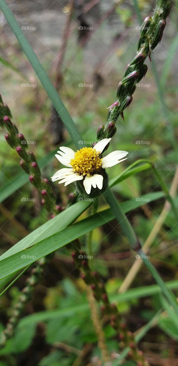 spring, wild flowers beautiful colors, wallpaper, natural