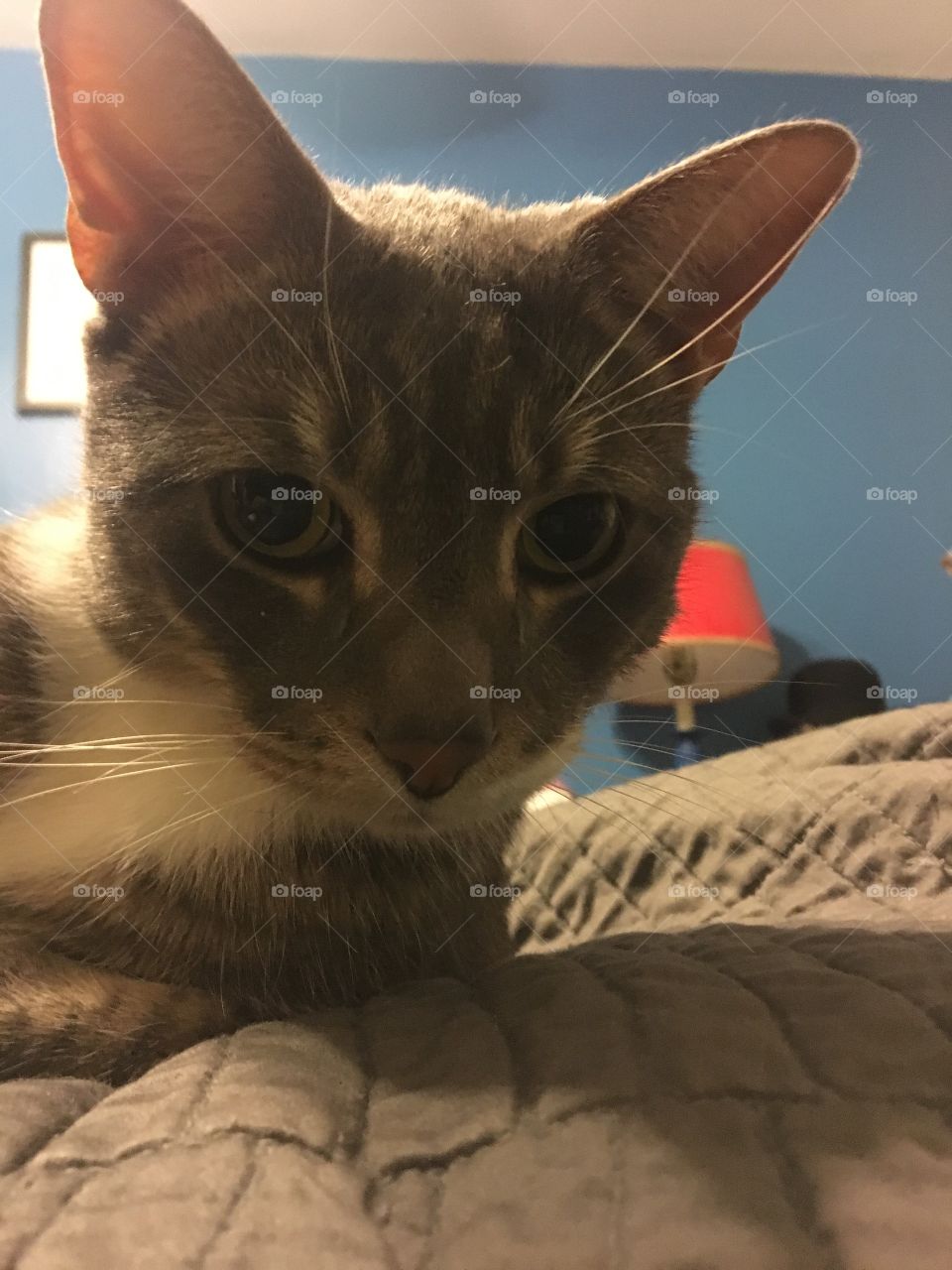 Cute young cat looking at camera