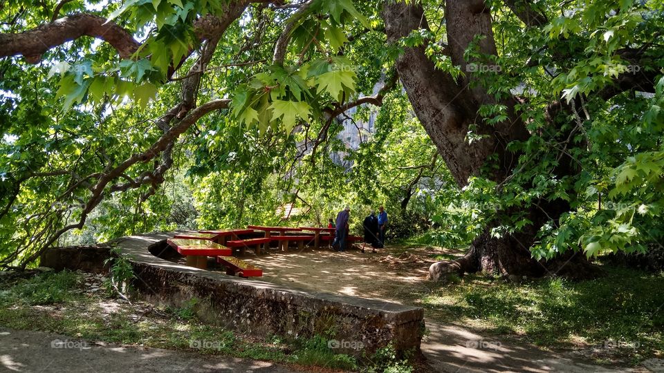 An enormous ancient Platanus tree in St Vlasios Monastery in Greece...people on the back are mere insects in its shadow