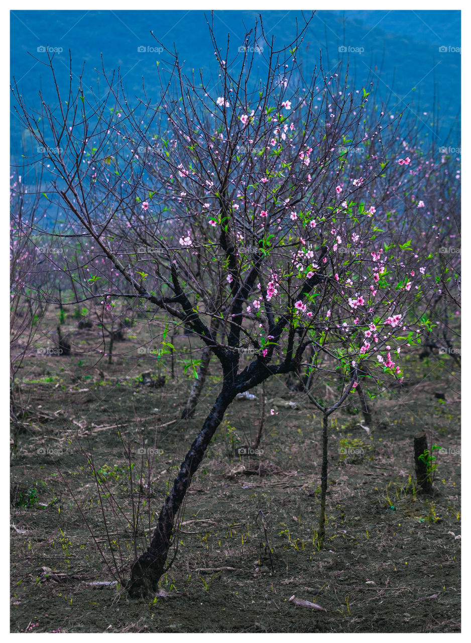 Peach Blossom Flower Tree