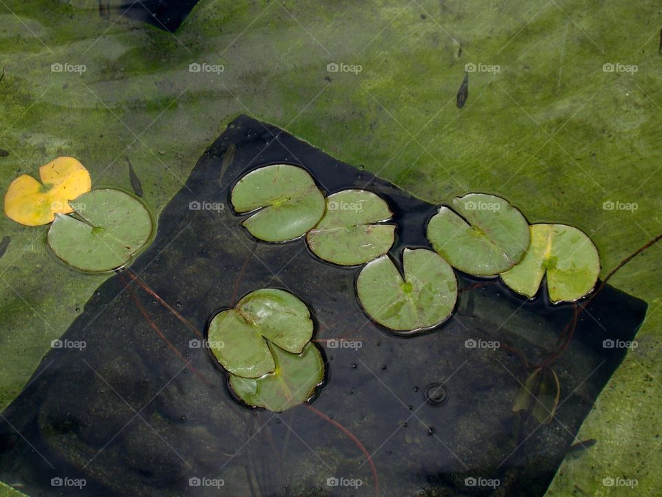 Lily pad 