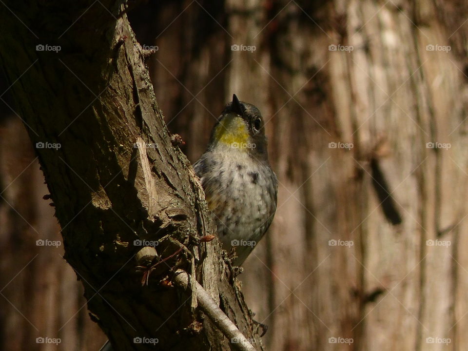 Close-up of bird perching tree trunk