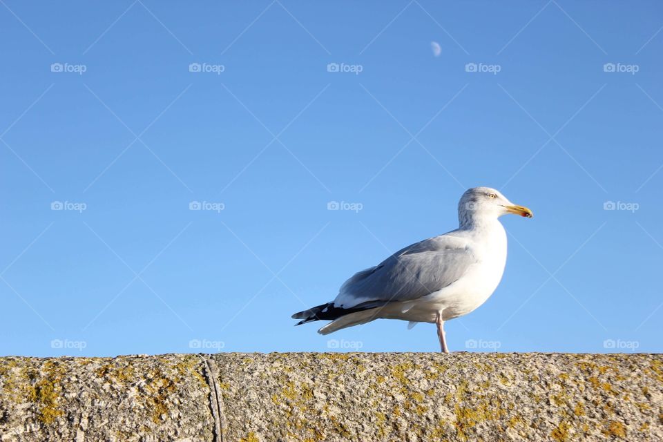 Seagull on a wall against the sky