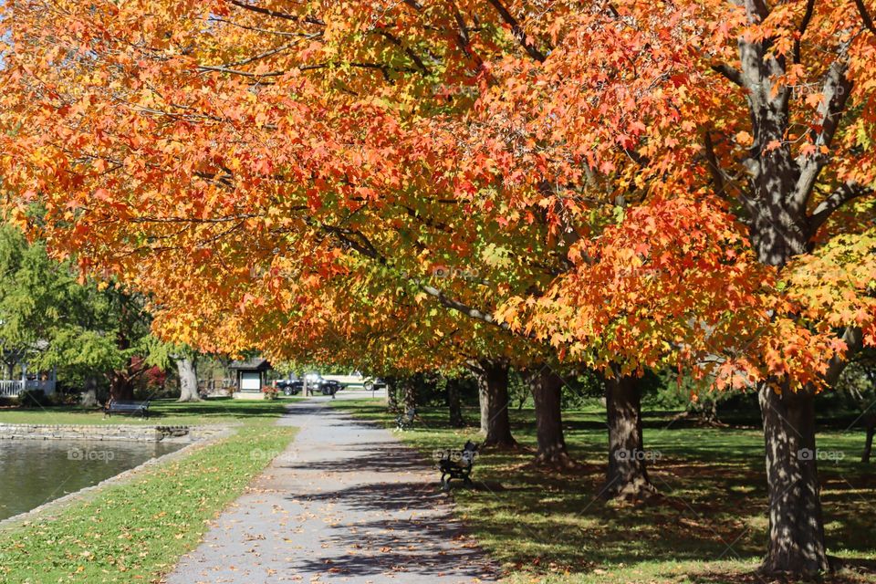 Autumn in the park