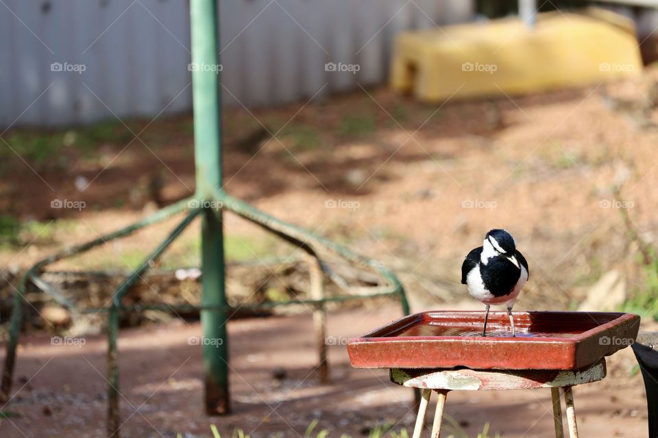 Magpie lark murray magpie in garden by birdbath