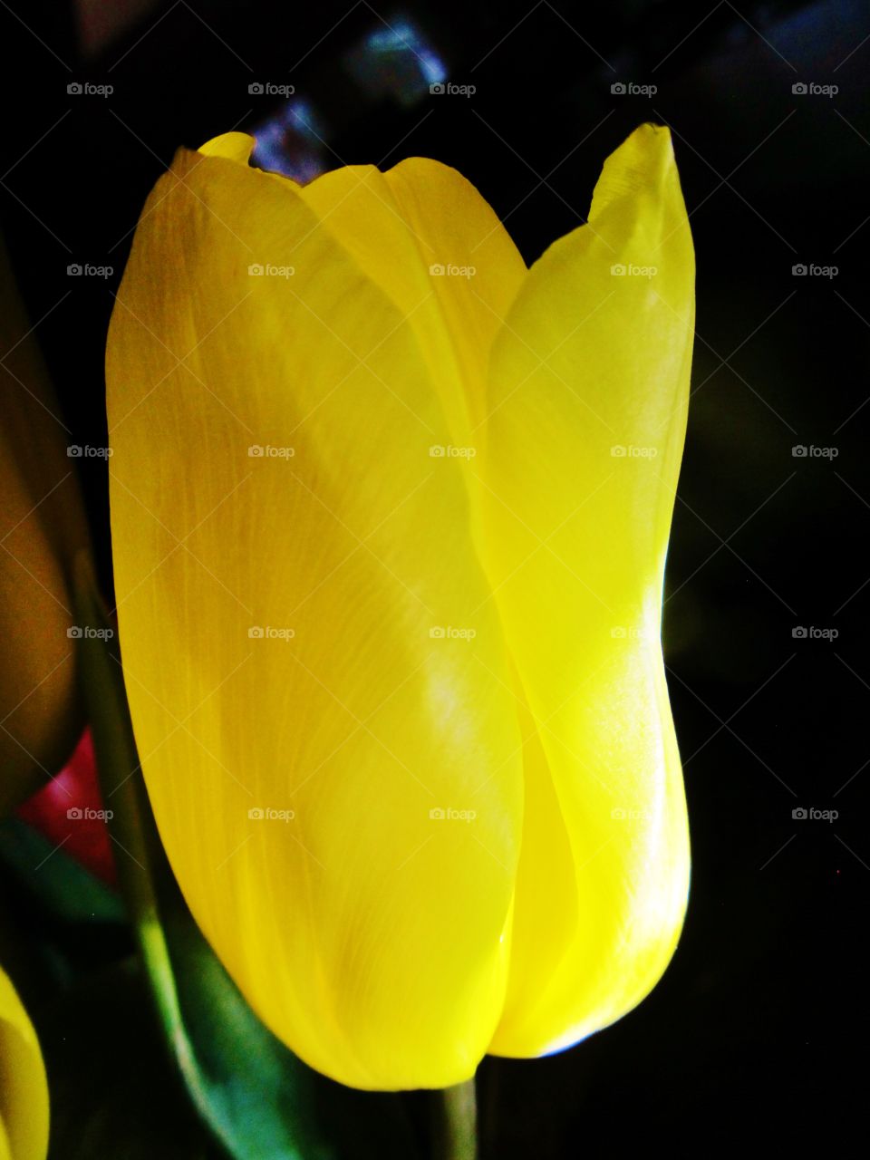 Yellow tulip. Yellow tulip