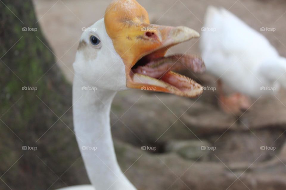 swan head close up