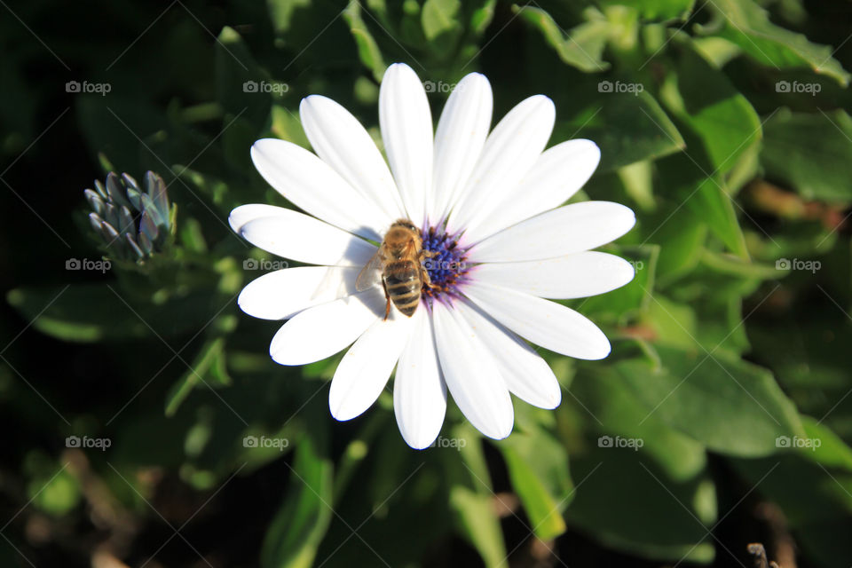 flower summer plant insect by chaniaweb