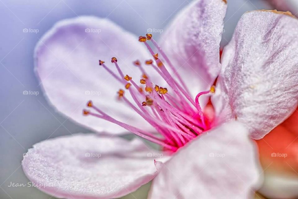 Peach blossom in Spring