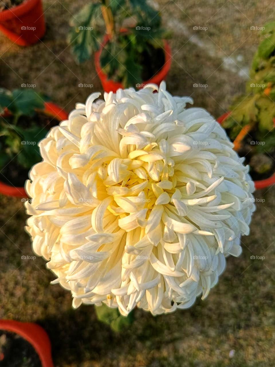 That flower in the pot looks so elegant and graceful! It's like a little piece of nature brightening up the area. 
That flower looks like it's basking in the sun, enjoying its time in the pot! 🌻 It's like a little sunshine spot in your space.