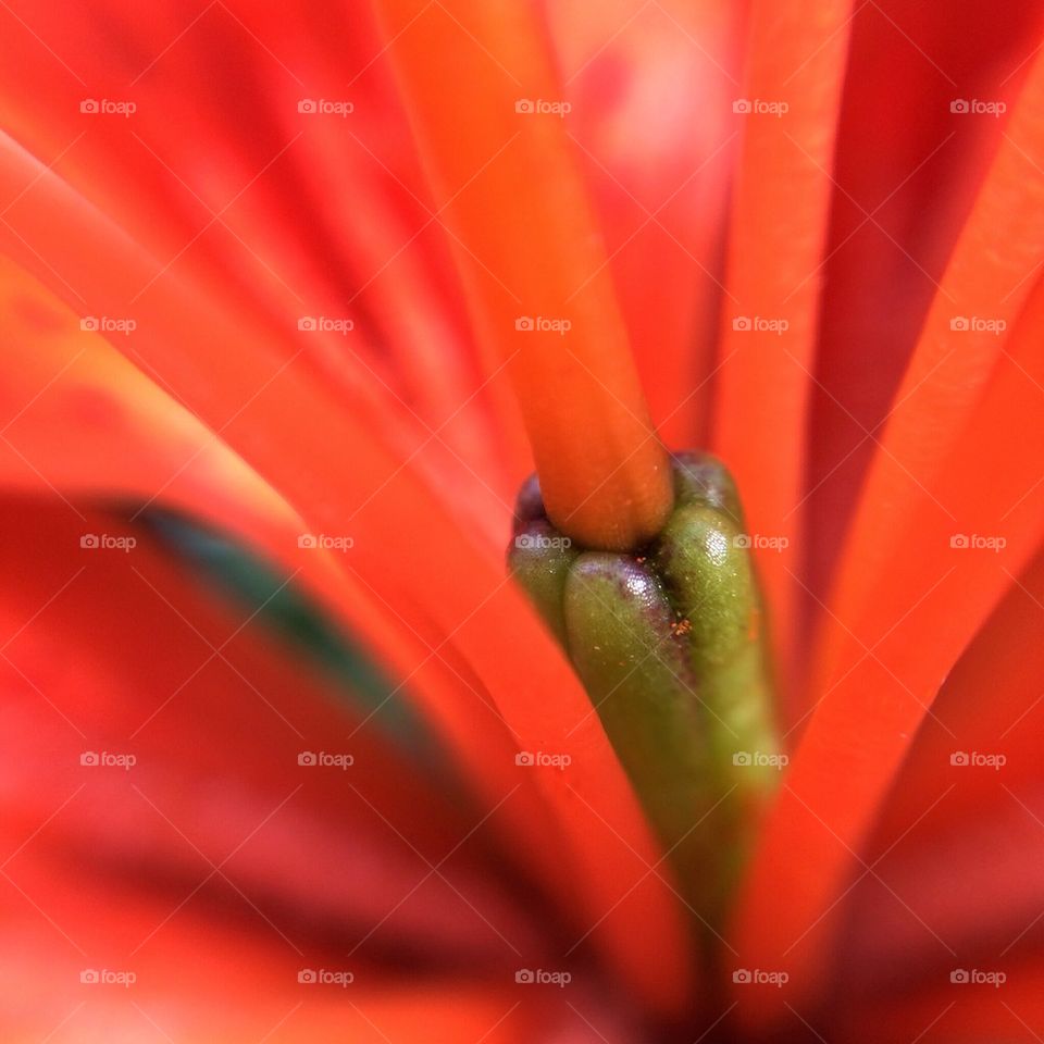 Full frame of red flower