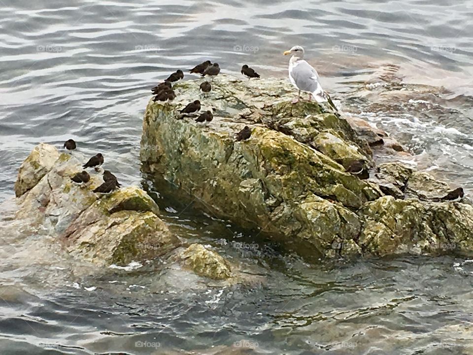 Baby seagulls and their mama