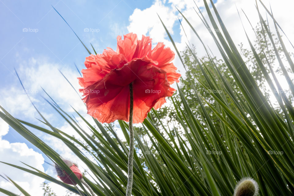 big red terry poppies among green grass