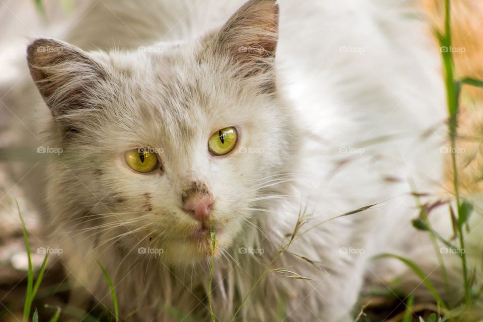 Close-up of a cat