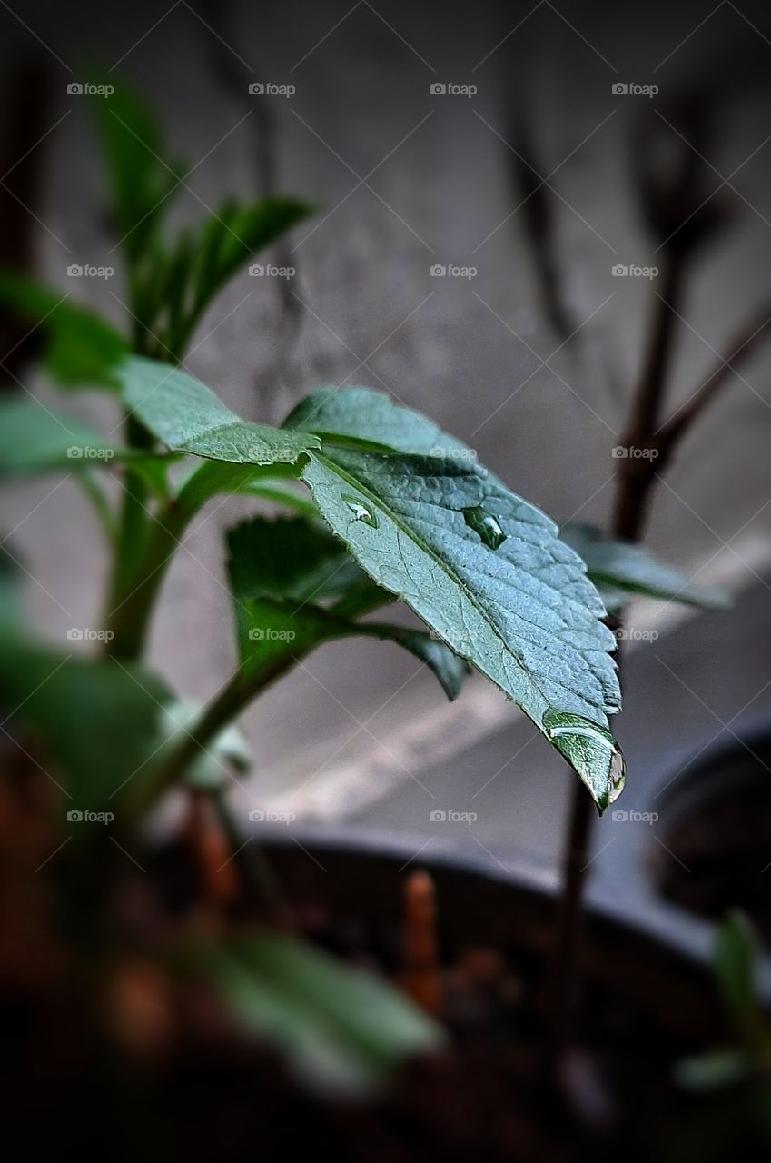 leaf water droplets