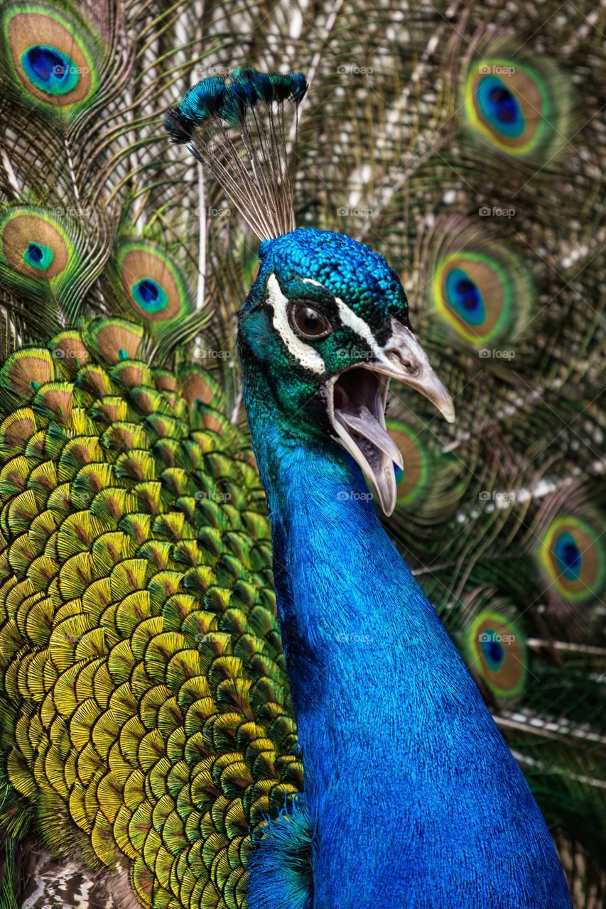 portrait of screaming peacock