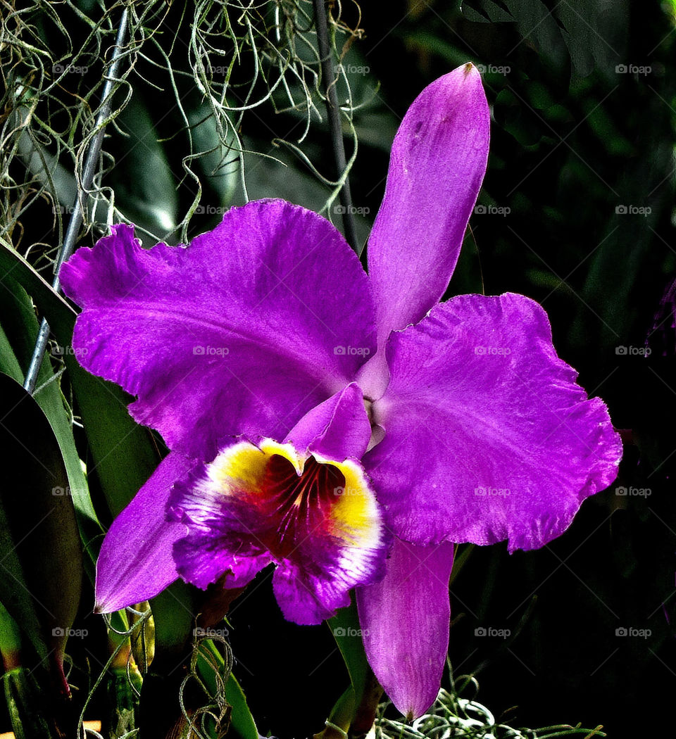 garden nature flower purple by landon