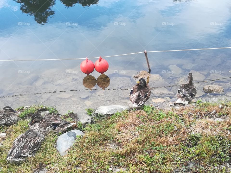 Water ducks, water birds