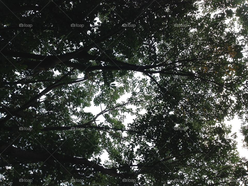 Só folhas
Only leaves