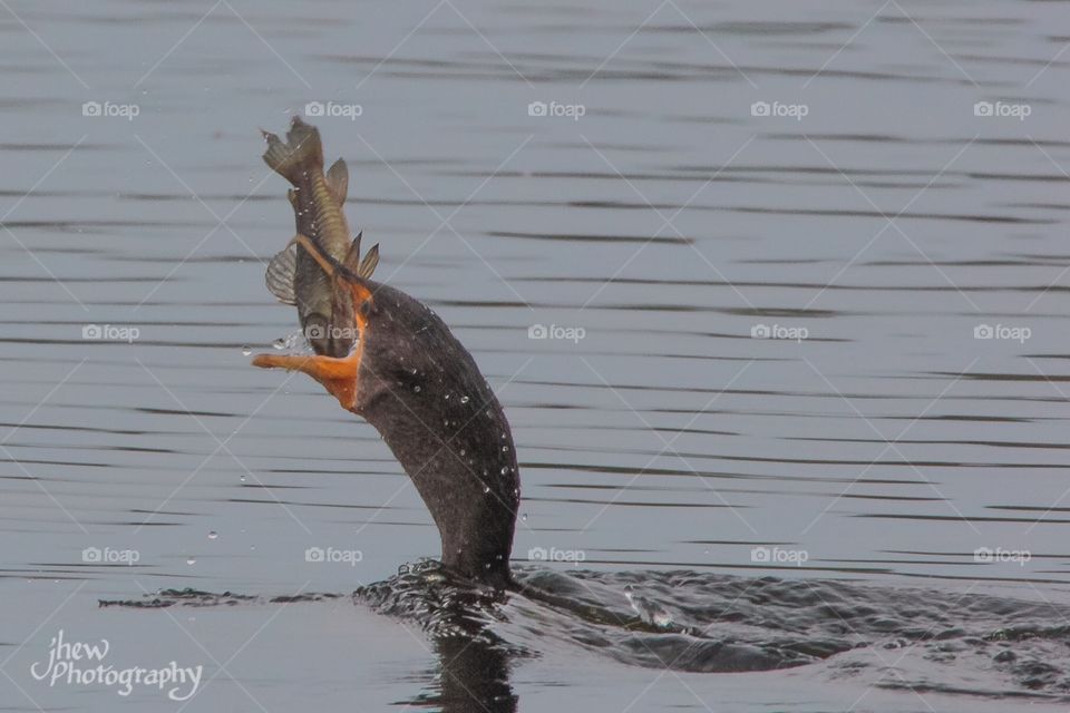 Cormorant