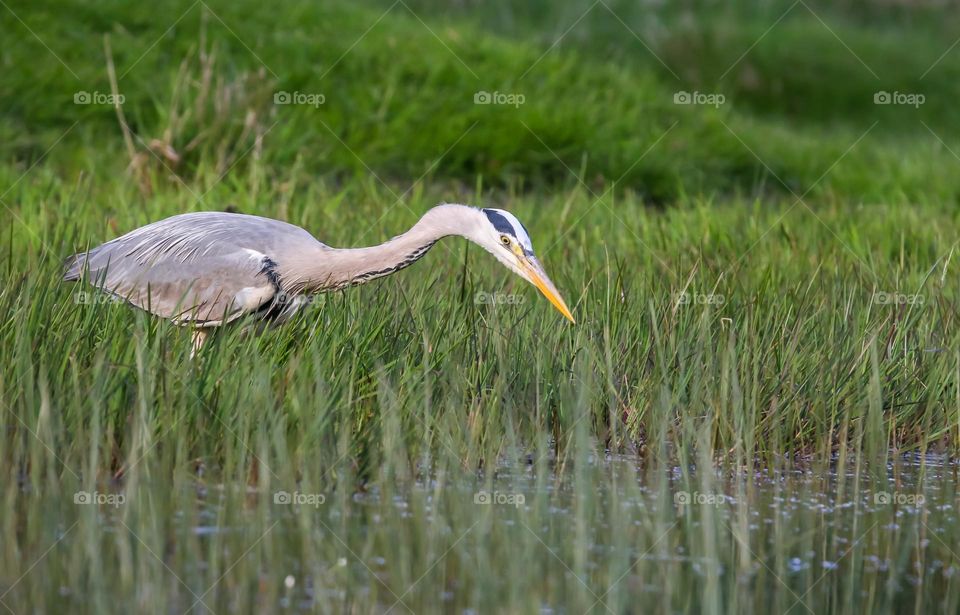 Heron in a grassy pond