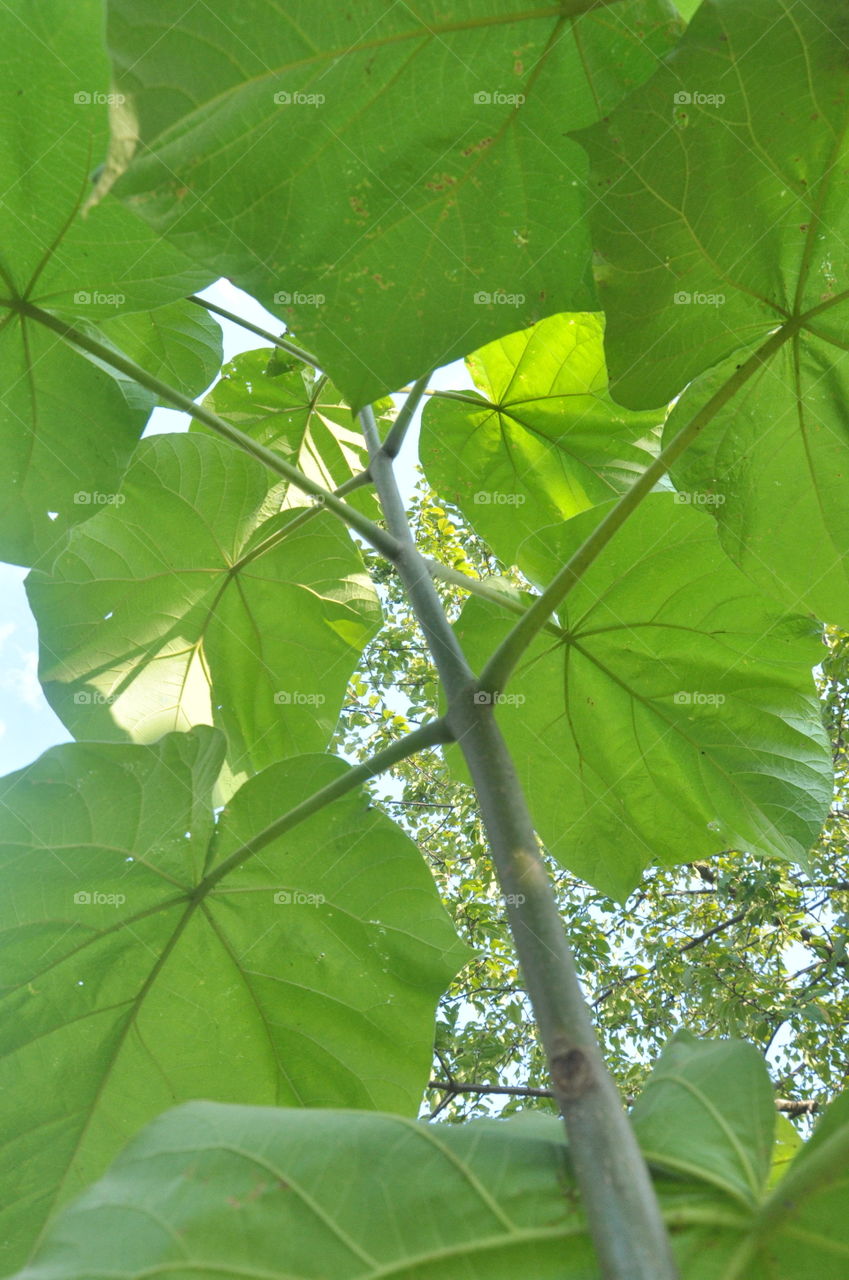 plant close-up