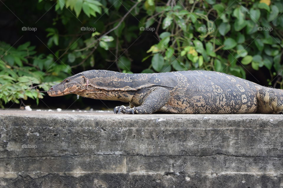 monitor lizard bangkok thailand