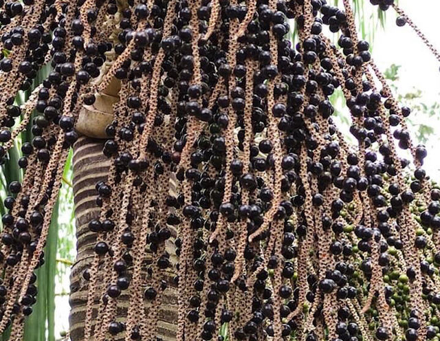 Açaí 