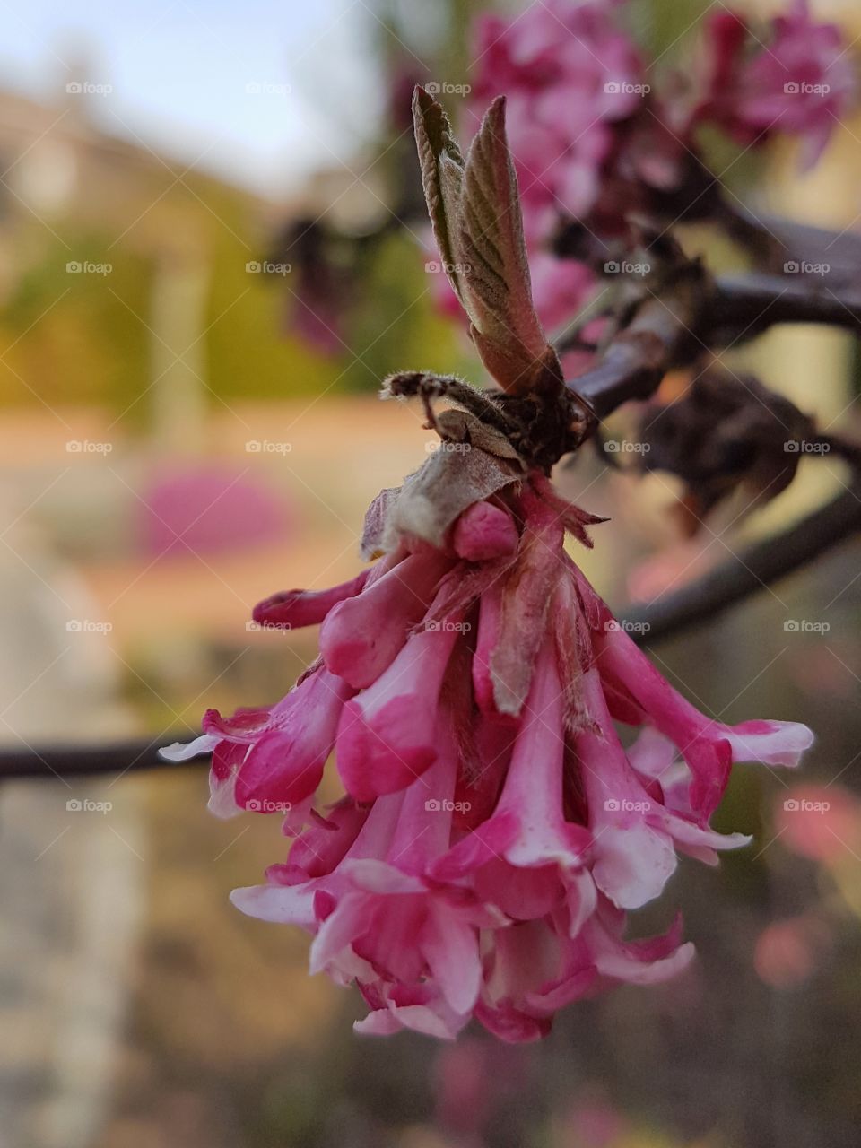 pink flower