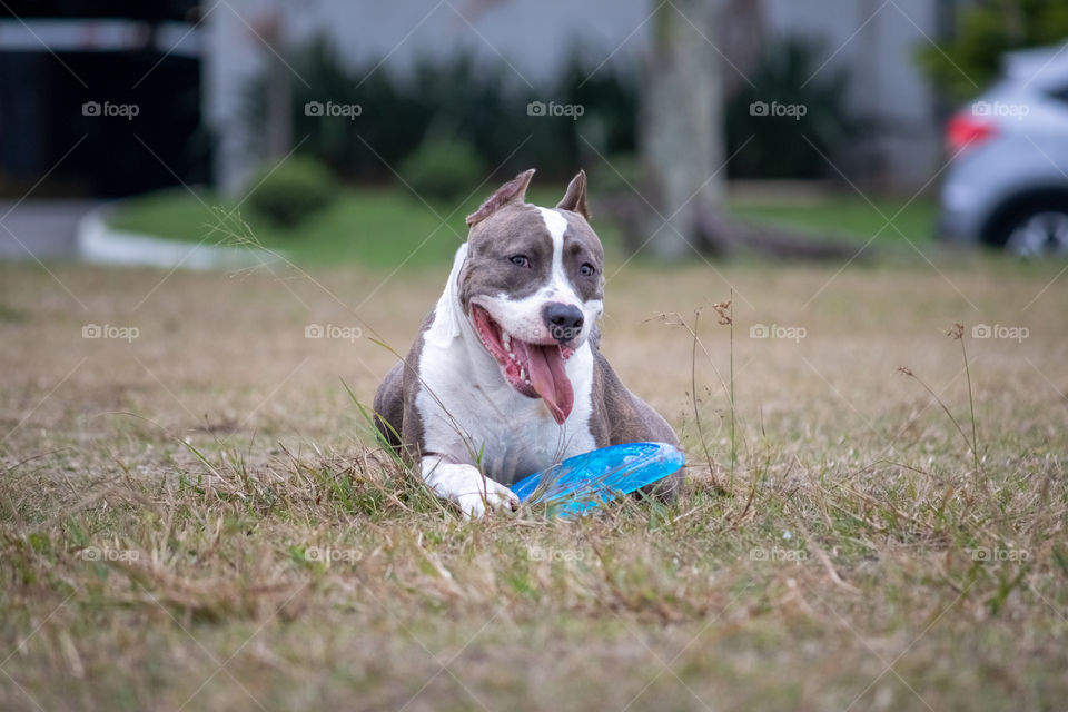 Beautiful happy pitbull dog while playing in the park