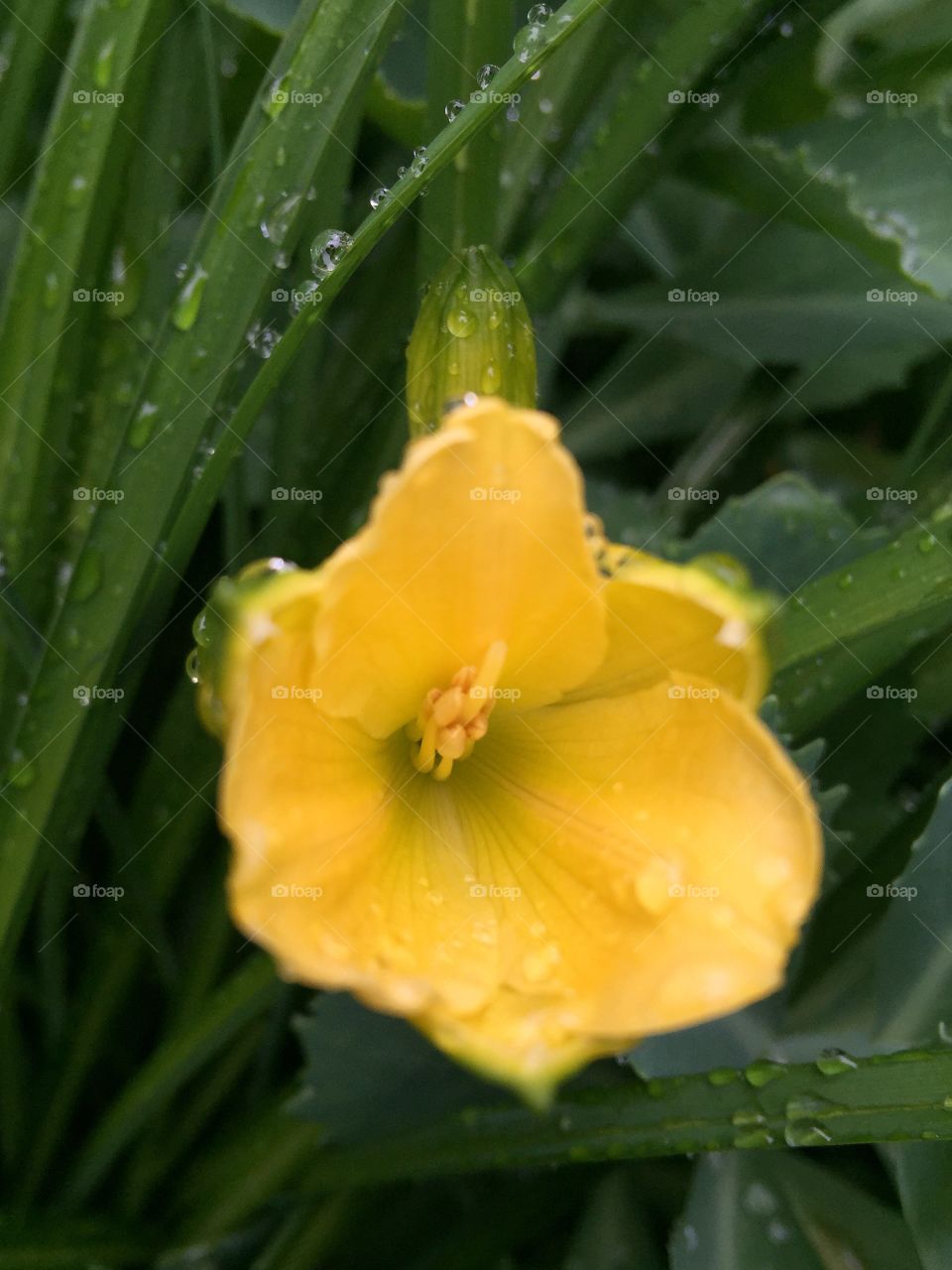 Yellow . Yellow flower in the rain