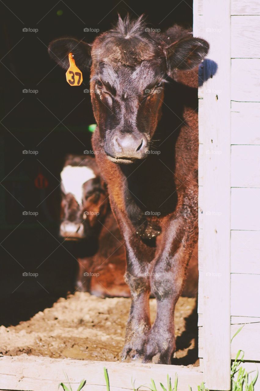 Steers in a Doorway - two steers, looking at the camera, one standing at a shed door, one laying down, on a bright day