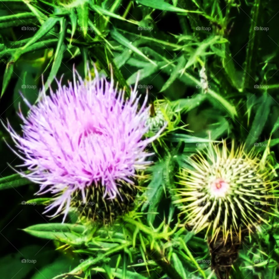 up close of a pretty purple flower