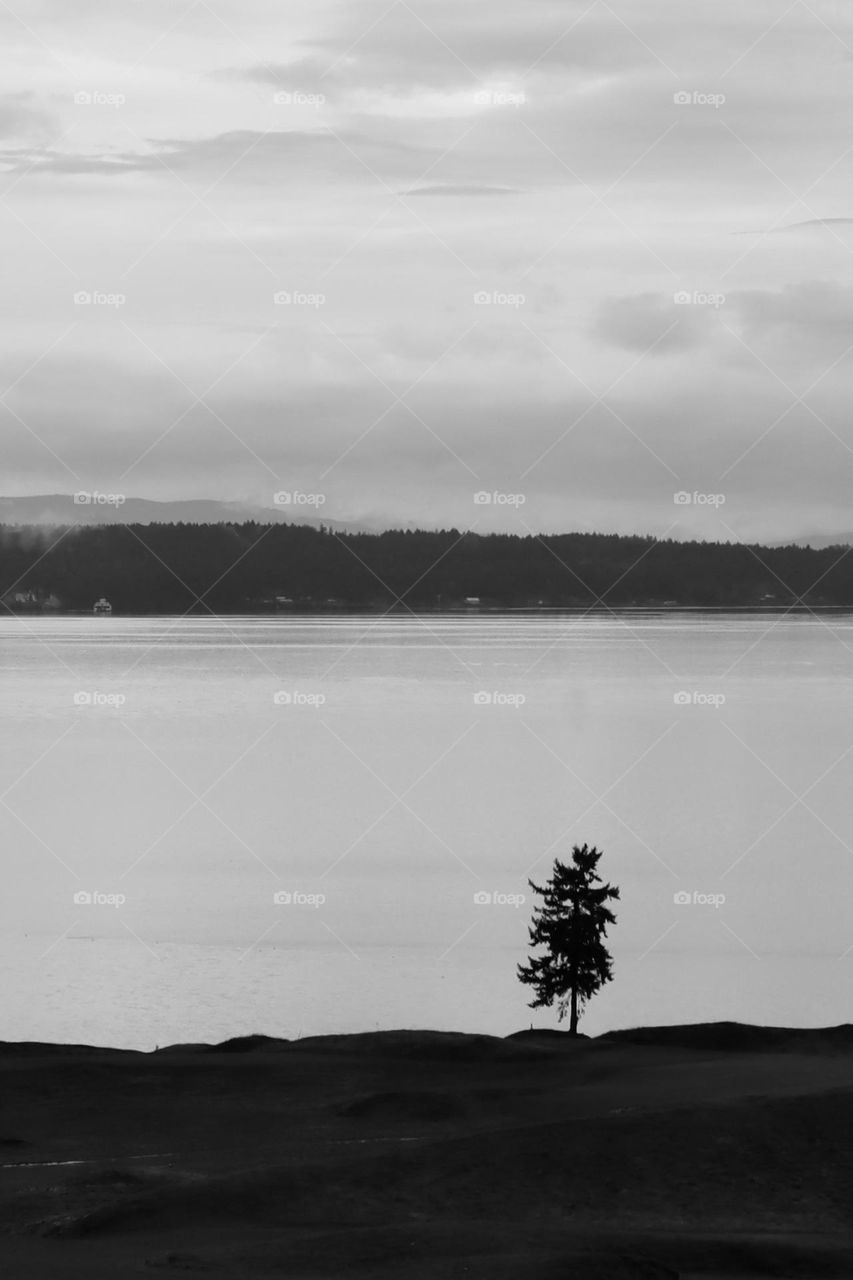 The lone fir tree at Chambers Bay Golf Course in Tacoma, Washington rests at the edge of the beautiful Puget Sound