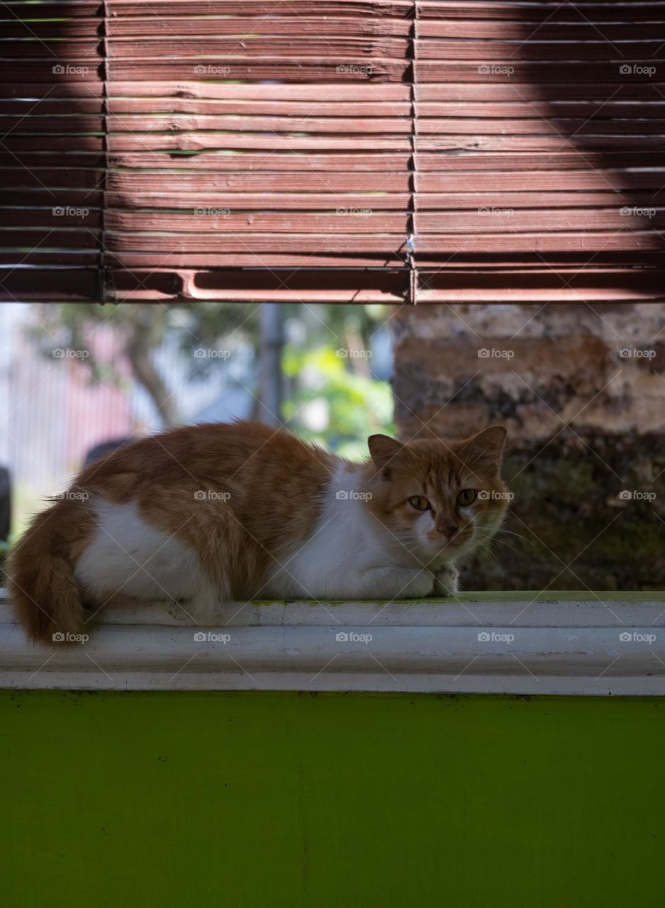 a brown fur cat with a bit of white was sitting under a bamboo curtain