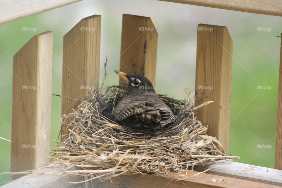nesting bird