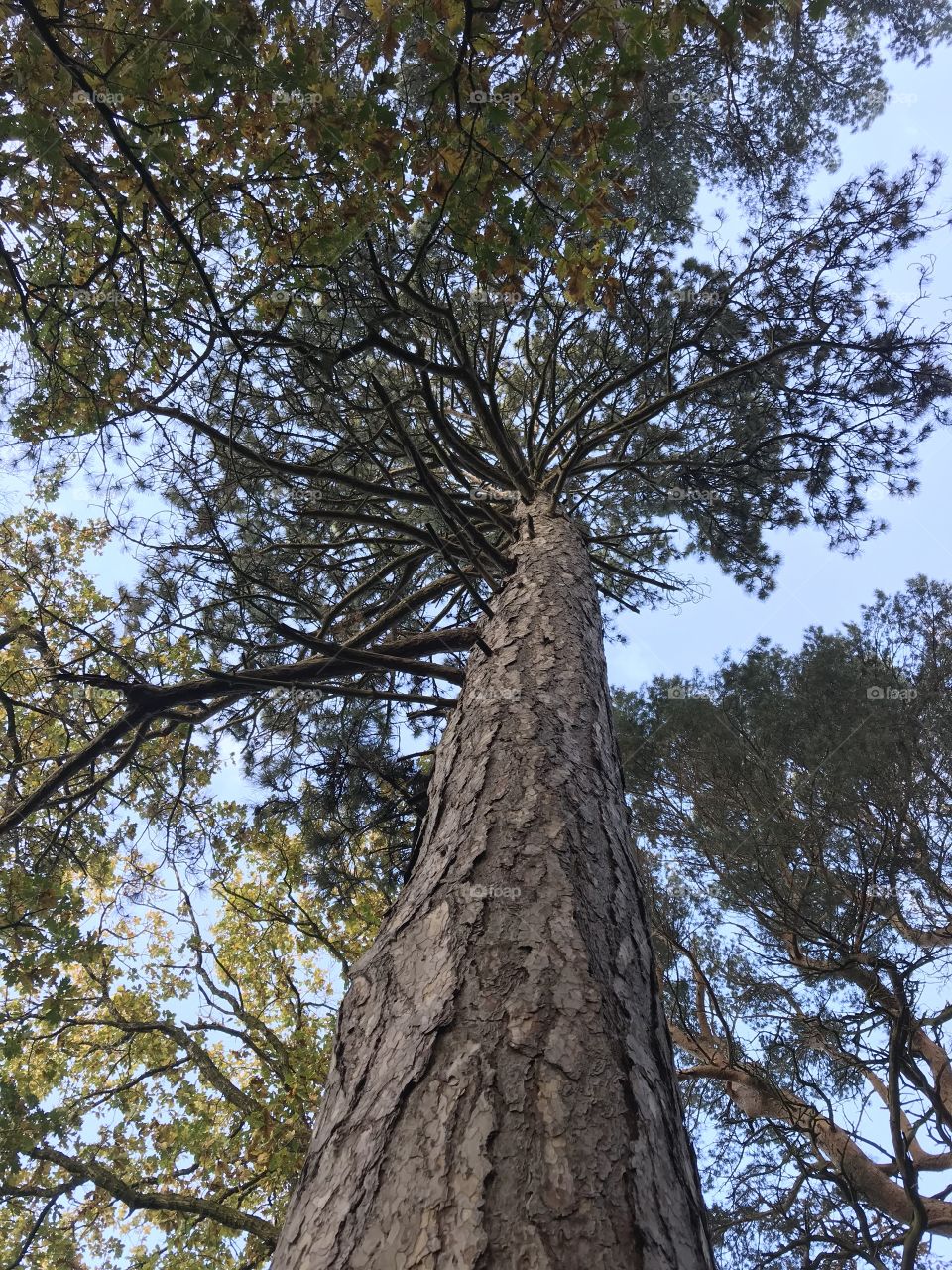 Up the tree