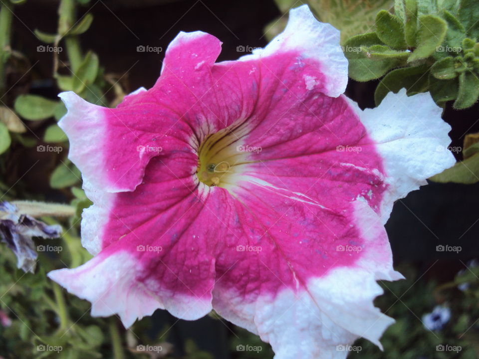 White-Pink Shade Flower