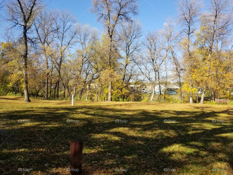 Fall, Tree, Landscape, Season, Leaf